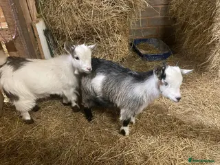 Goats livestock Pedigree registered Pygmy goats - Advert 1