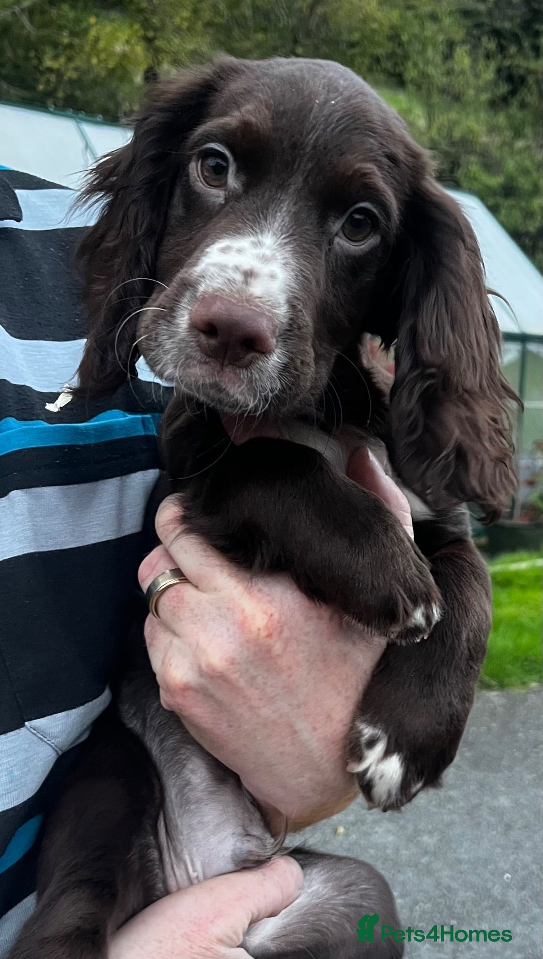 Cocker Spaniel dogs for sale: KC reg cocker spaniels ready now!!! - Advert 18