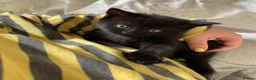 Mixed Breed cats for sale: 🐾 Beautiful Kittens Looking for Loving Homes 🐾 - Advert 7