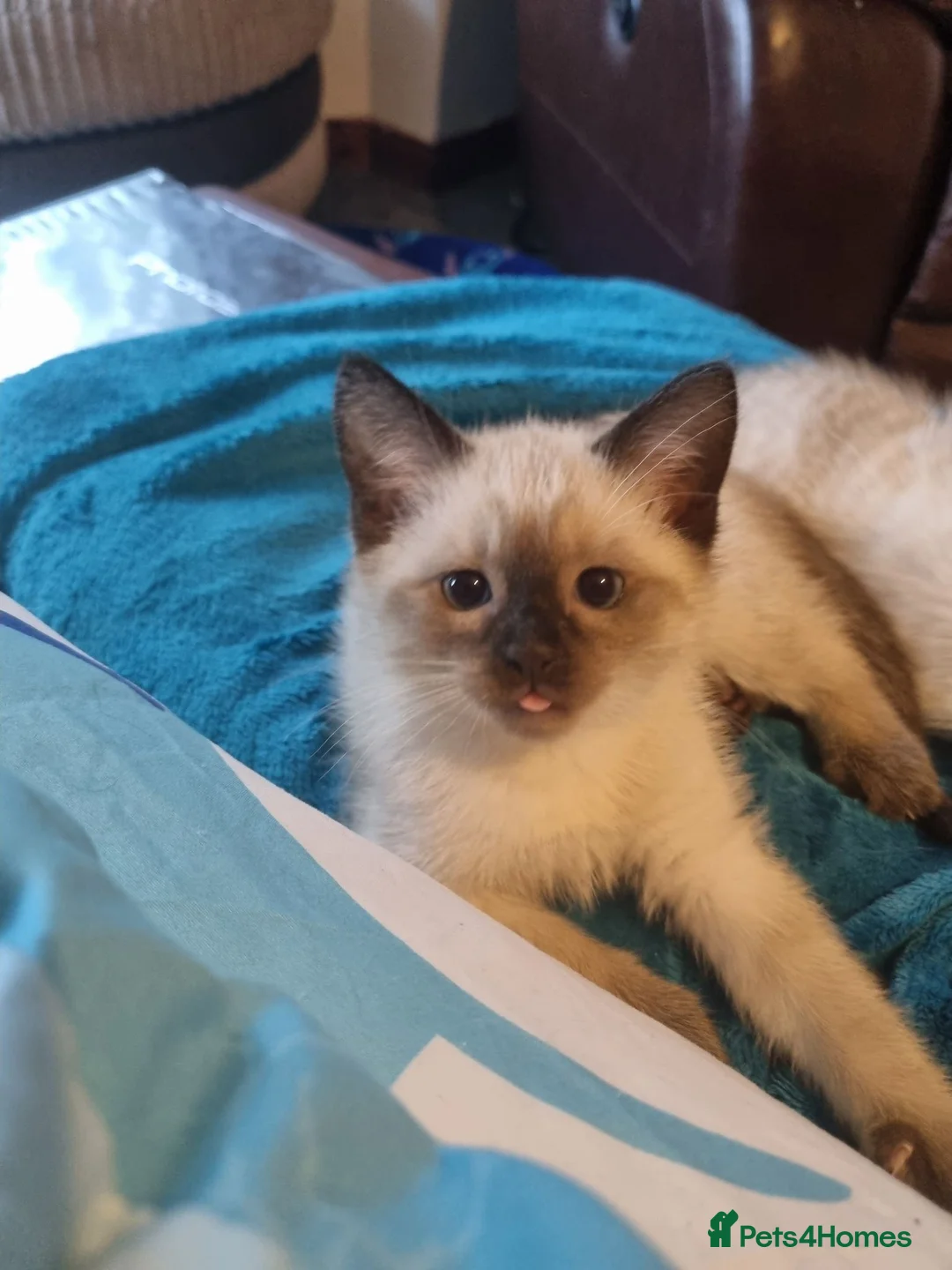 Mixed Breed cats for sale: Kitten in Dundee - Advert 2