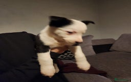 Border Collie dogs for sale: Border collie puppies - Advert 8