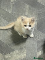 Persian cats - Advert 9