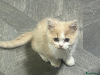 Persian cats - Advert 1