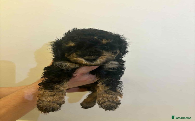 Miniature Poodle dogs Miniature Poodles - Advert 1