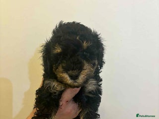 Miniature Poodle dogs Miniature Poodles - Advert 1