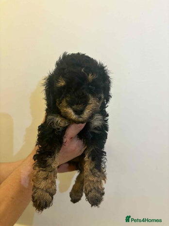 Miniature Poodle dogs Miniature Poodles - Advert 1