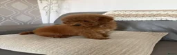 Toy Poodle dogs for sale: kc deep red toy poodle girl - Advert 4