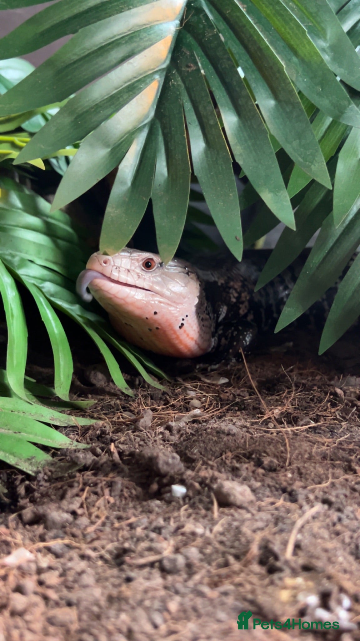 Skink reptiles Blue tongued Skink - Advert 1