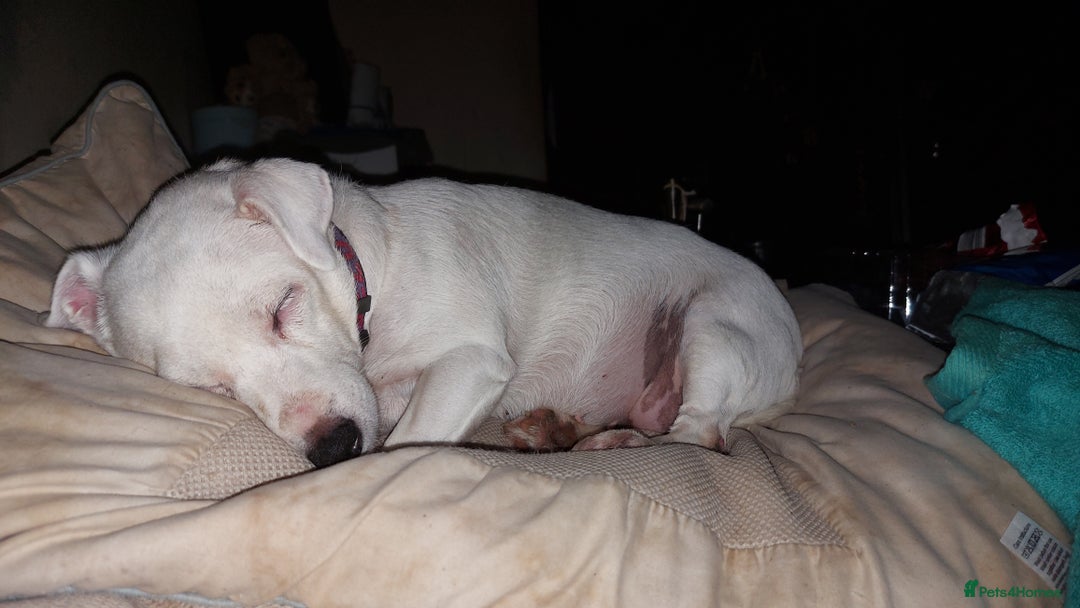 Jack Russell dogs for sale: Elderly Jack Russell In need of forever home - Image 3