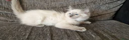 Ragdoll cats for sale: blue ragdoll kitten - Advert 7