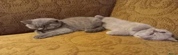 British Shorthair cats for sale: Stunning BSH pedigree kittens TICA registered  - Advert 8
