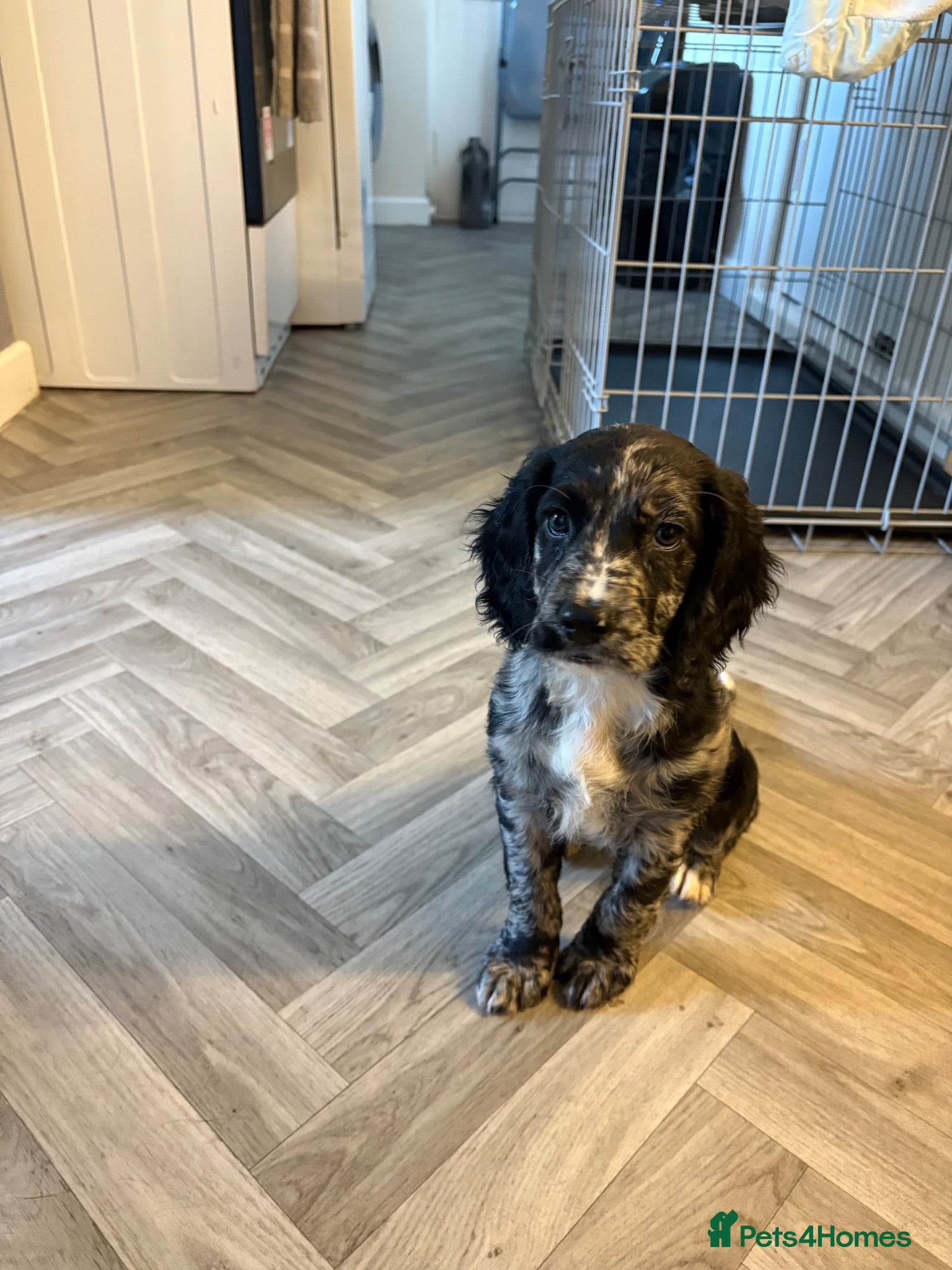 Cocker Spaniel dogs Stunning mearle cocker spaniel puppies  - Advert 2
