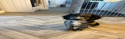 Cocker Spaniel dogs for sale: Stunning mearle cocker spaniel puppies  - Advert 6