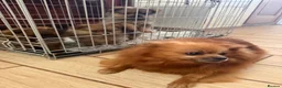 Pomeranian dogs for sale: 3 Beautiful Pom Pups 🩷🩵 - Advert 14
