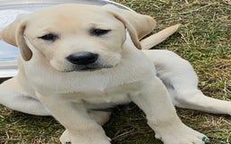 Labrador Retriever dogs for stud: Chunky Yellow Dual Type Stud - Image 2