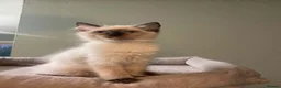 Ragdoll cats for sale: 🐾 GCCF Ragdoll Kittens🐾 READY TO LEAVE - Advert 6