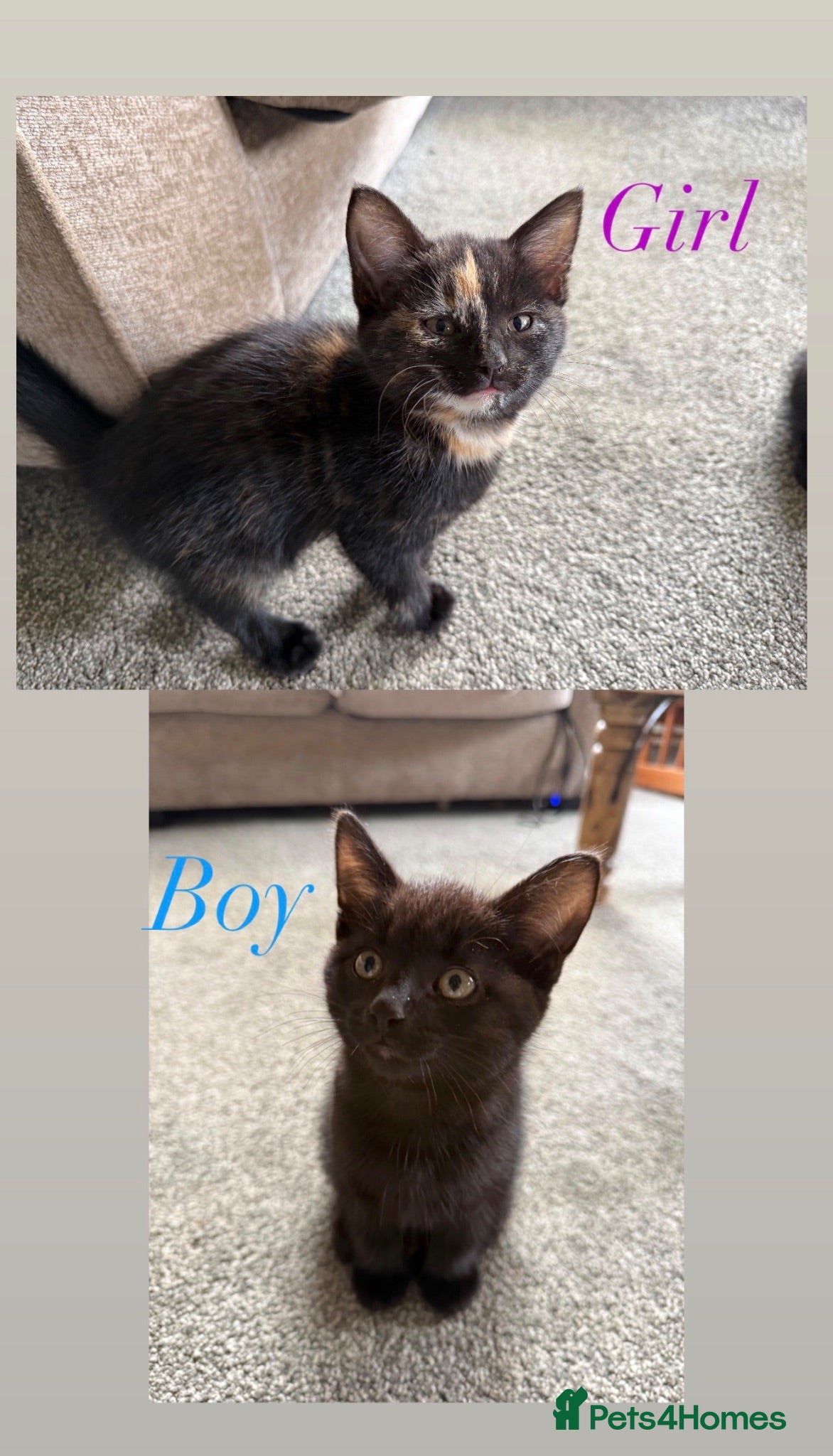 Mixed Breed cats Beautiful pattered kittens - Advert 3
