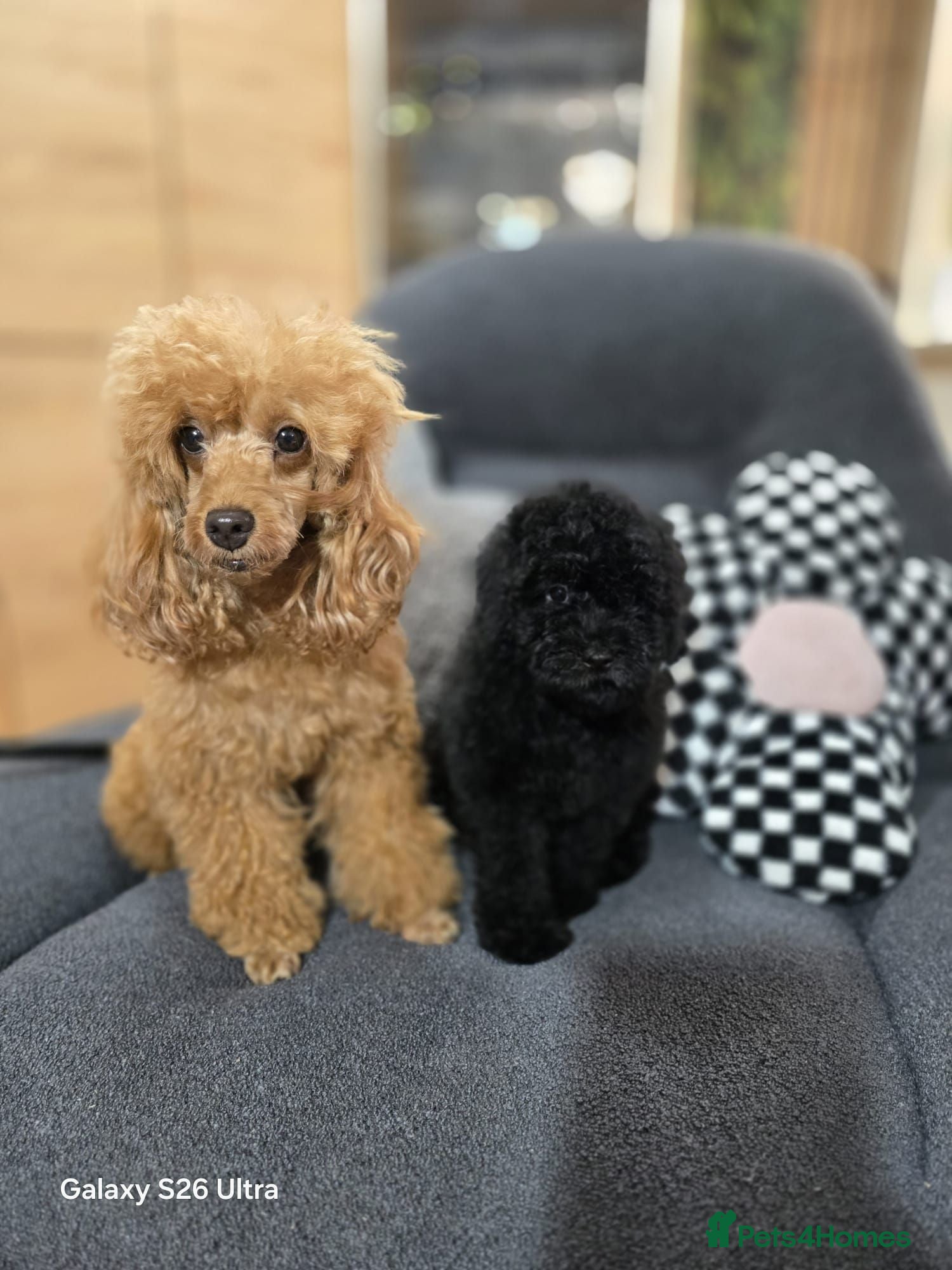 Toy Poodle dogs Last boy toy poodle (full vaccination) - Advert 8