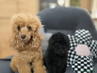 Toy Poodle dogs Last boy toy poodle (full vaccination) - Advert 8