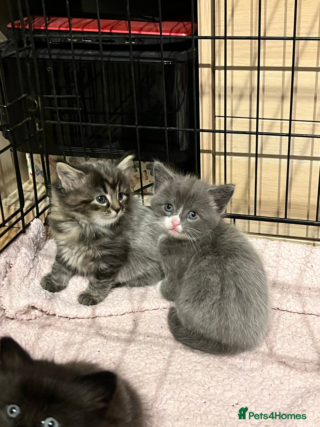 Ragdoll cats for sale: Long haired ragdoll cross kittens  - Advert 4