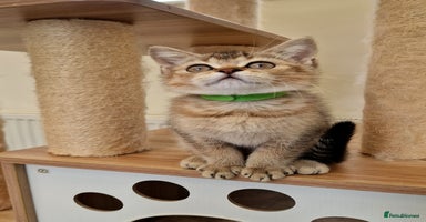 British Shorthair cats - Advert 3