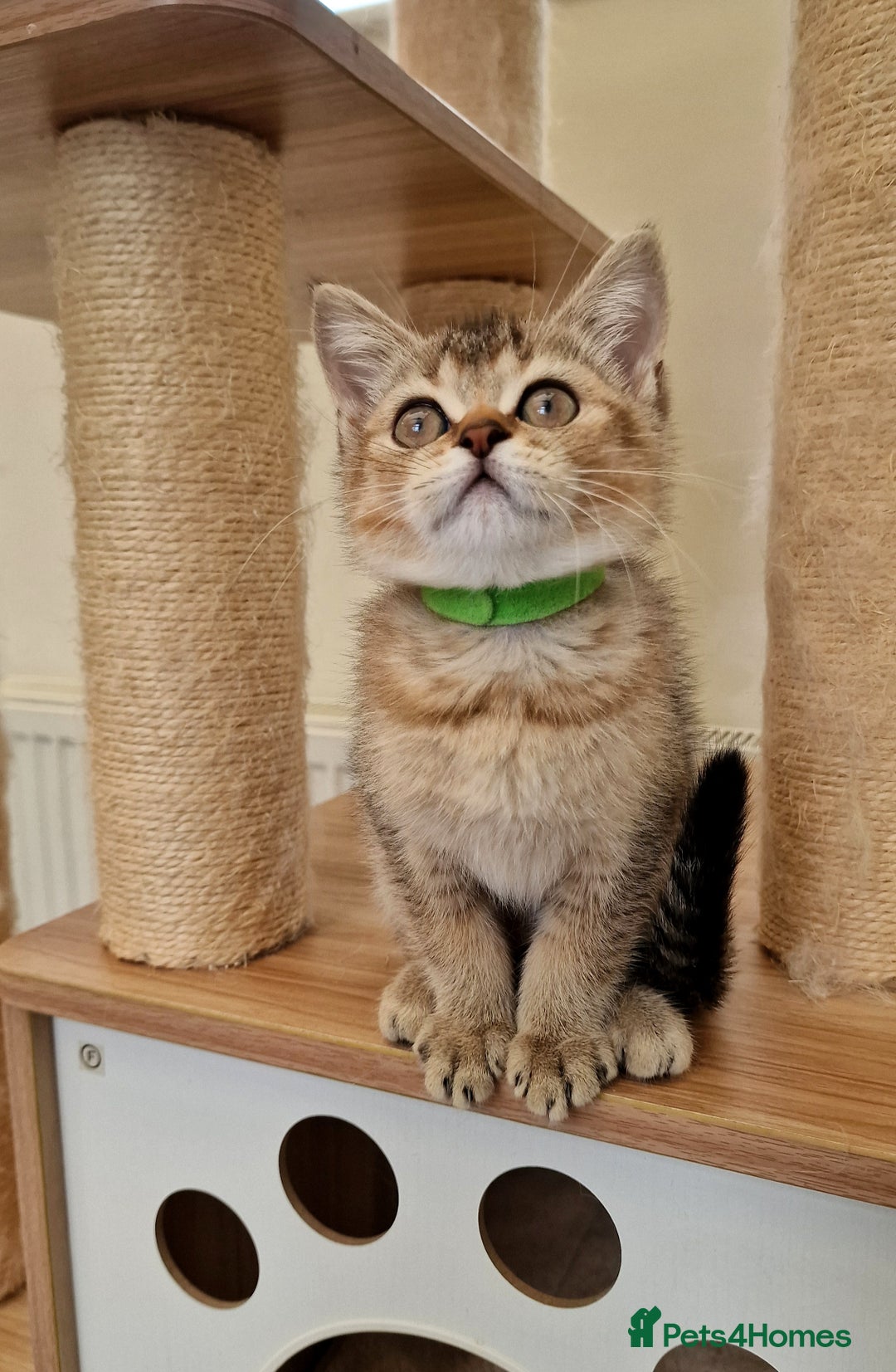 British Shorthair cats for sale:  Super friendly /lap Bsh kittens 2left😍 - Image 8