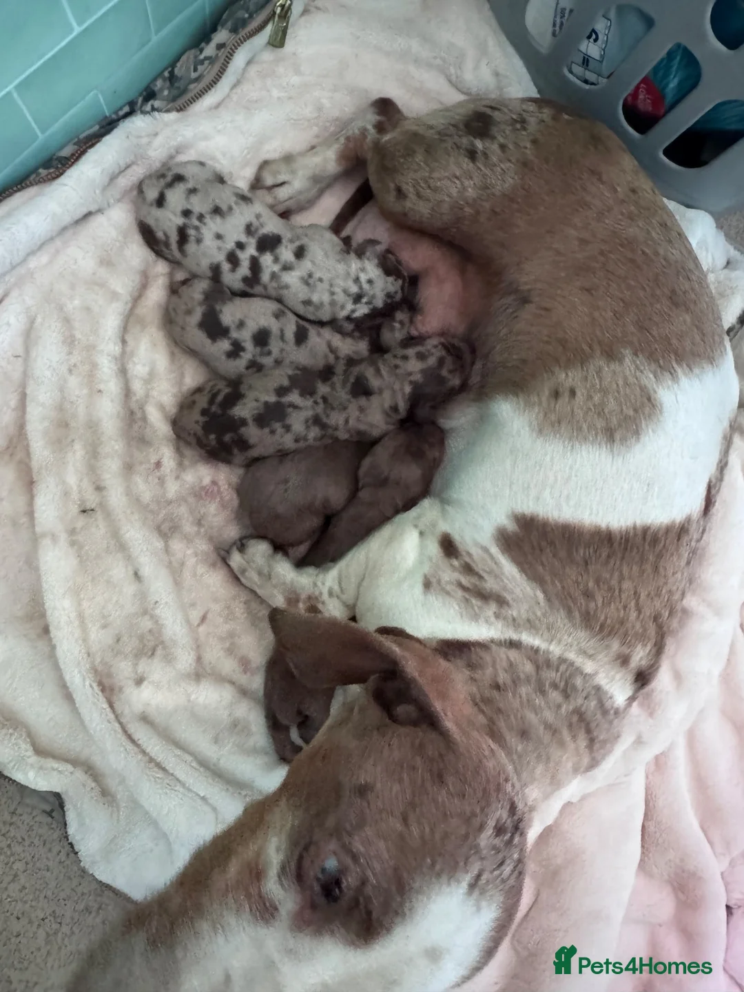 Dachshund dogs for sale: BEAUTIFUL DAPPLE DACHSHUND PUPPIES - Advert 10