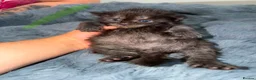 Maine Coon cats for sale: TICA REGISTERED MAINE COON KITTENS  - Advert 7