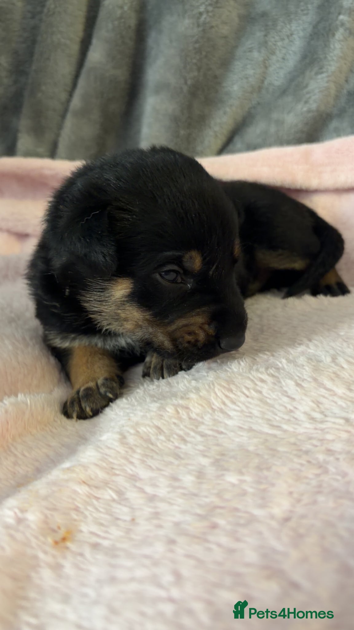 Mixed Breed dogs for sale: Belgian Mali x German shepherd  - Advert 23