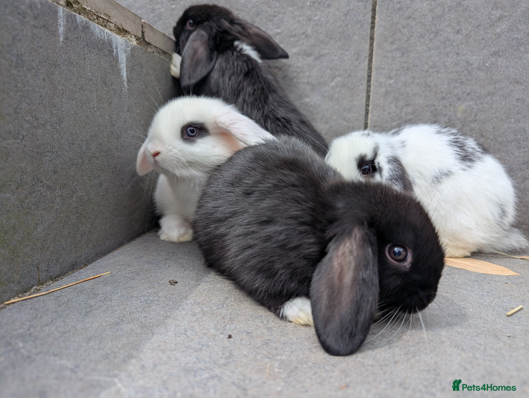 Mini Lop rabbits Super friendly mini lop kits - Advert 1