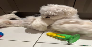 Maltese dogs - Advert 1