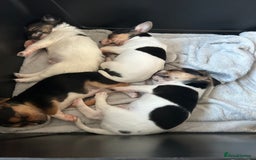 Jack Russell dogs for stud: Proven Jack Russell stud 2x ties  - Image 3