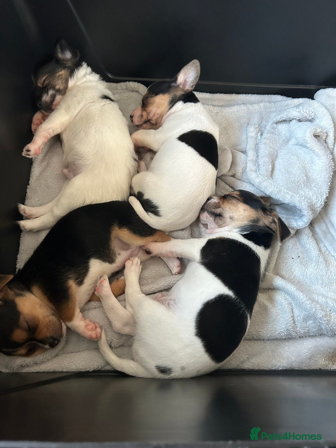 Jack Russell dogs for stud: Proven Jack Russell stud 2x ties  - Image 3