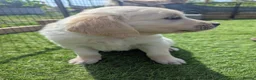 Golden Retriever dogs for sale: LAST GIRL Chunky cream and golden puppy  - Advert 6