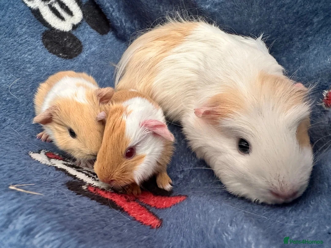 Guinea Pig rodents for sale: 2 Male Guinea pigs in Leeds - Advert 2