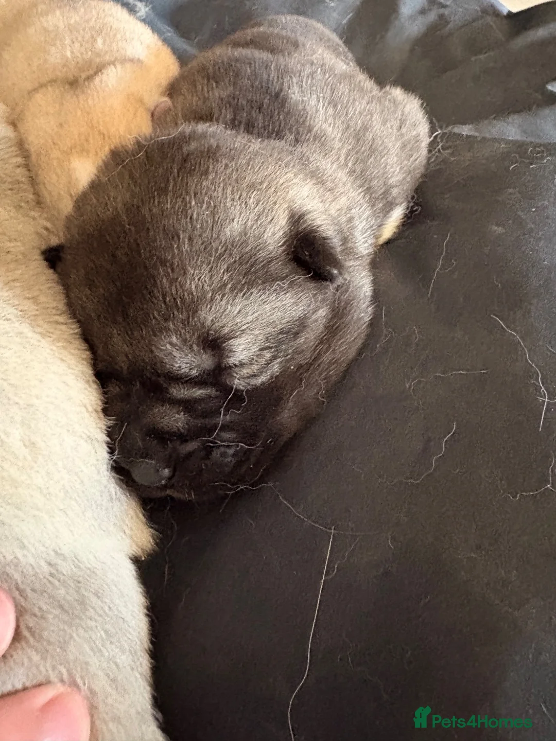 Siberian Husky dogs for sale: Kc registered Siberian husky puppy  - Advert 2