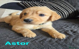Goldador dogs for sale: Kitanas puppies  - Image 15