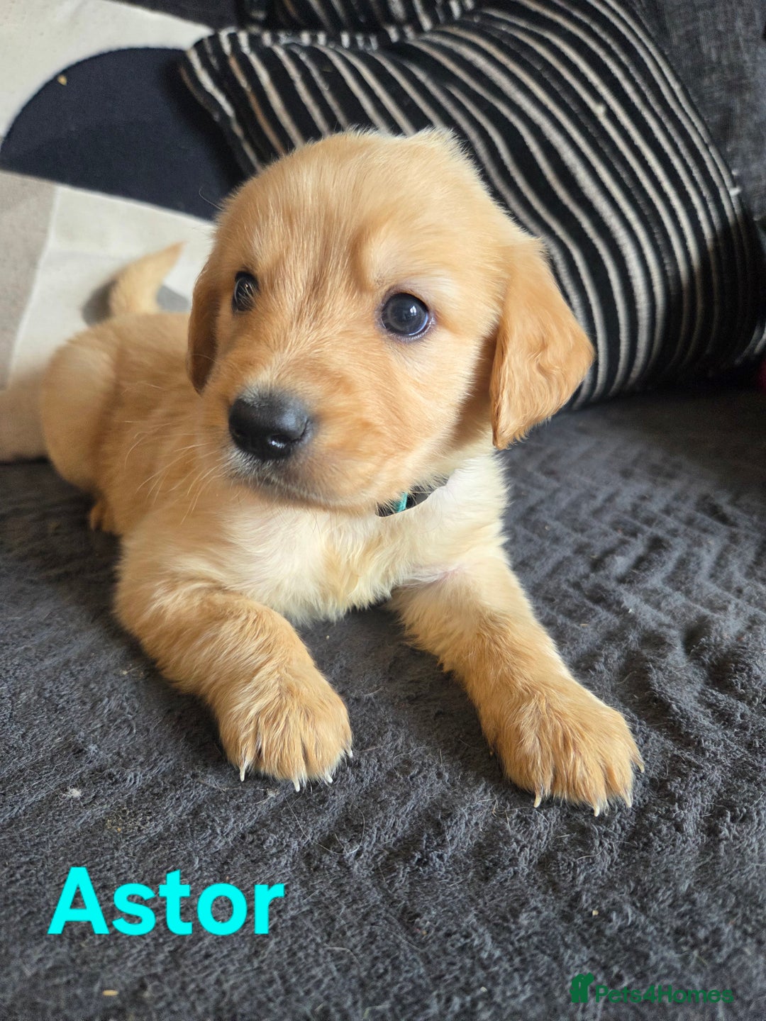Goldador dogs for sale: Kitanas puppies  - Image 15