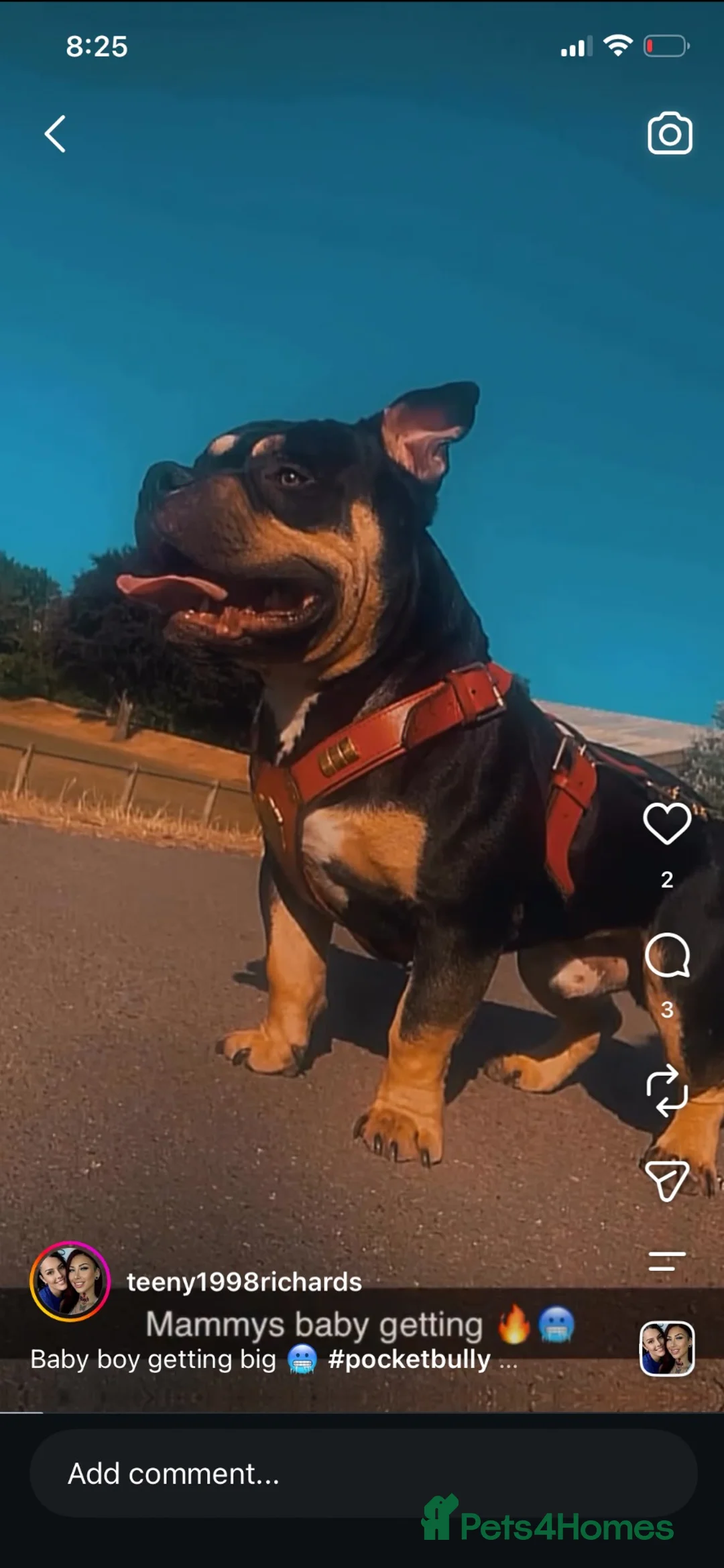 American Bully dogs for sale: Mother in Porthcawl - Advert 2
