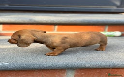 Dachshund dogs for sale: Beautiful Miniature dachshund puppies  - Image 19
