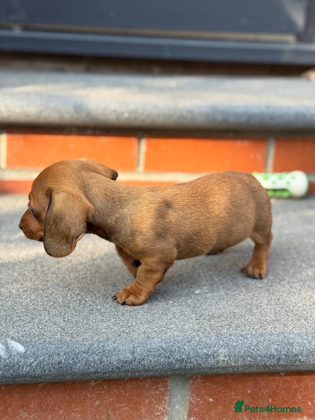 Dachshund dogs for sale: Beautiful Miniature dachshund puppies  - Image 19
