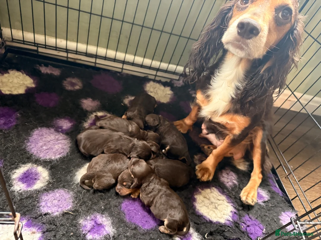 Cockapoo dogs for sale: Beautiful choc tan phantom cockapoos  - Advert 1