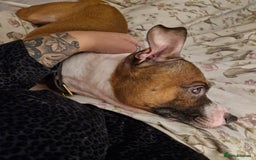 Staffordshire Bull Terrier dogs for sale: Rehoming - Image 3