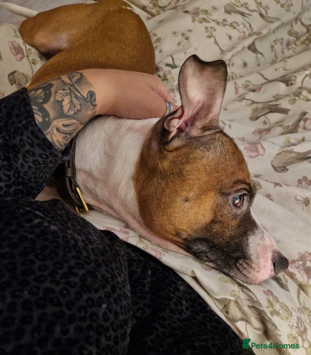 Staffordshire Bull Terrier dogs for sale: Rehoming - Image 3