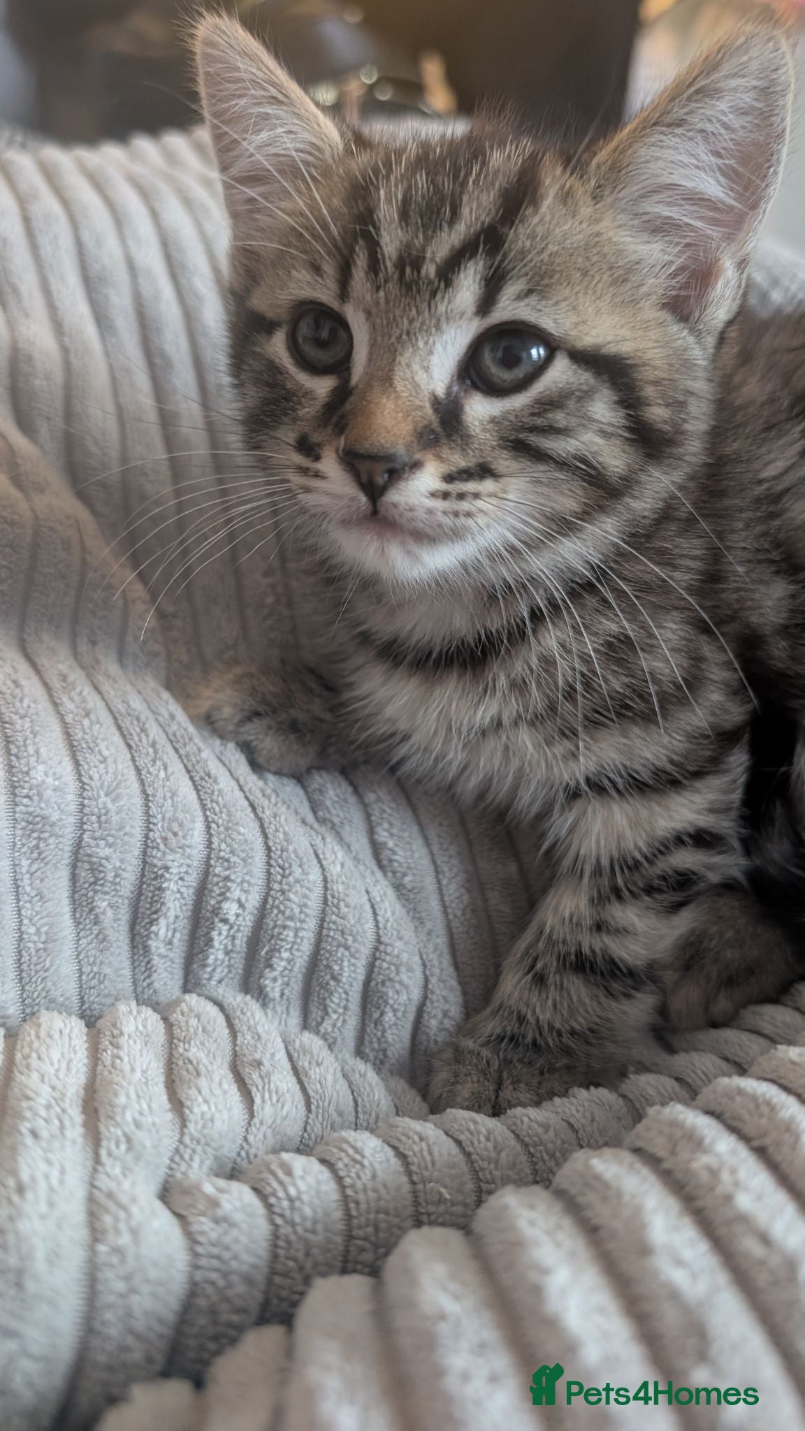 Mixed Breed cats Kittens ready now  - Advert 2