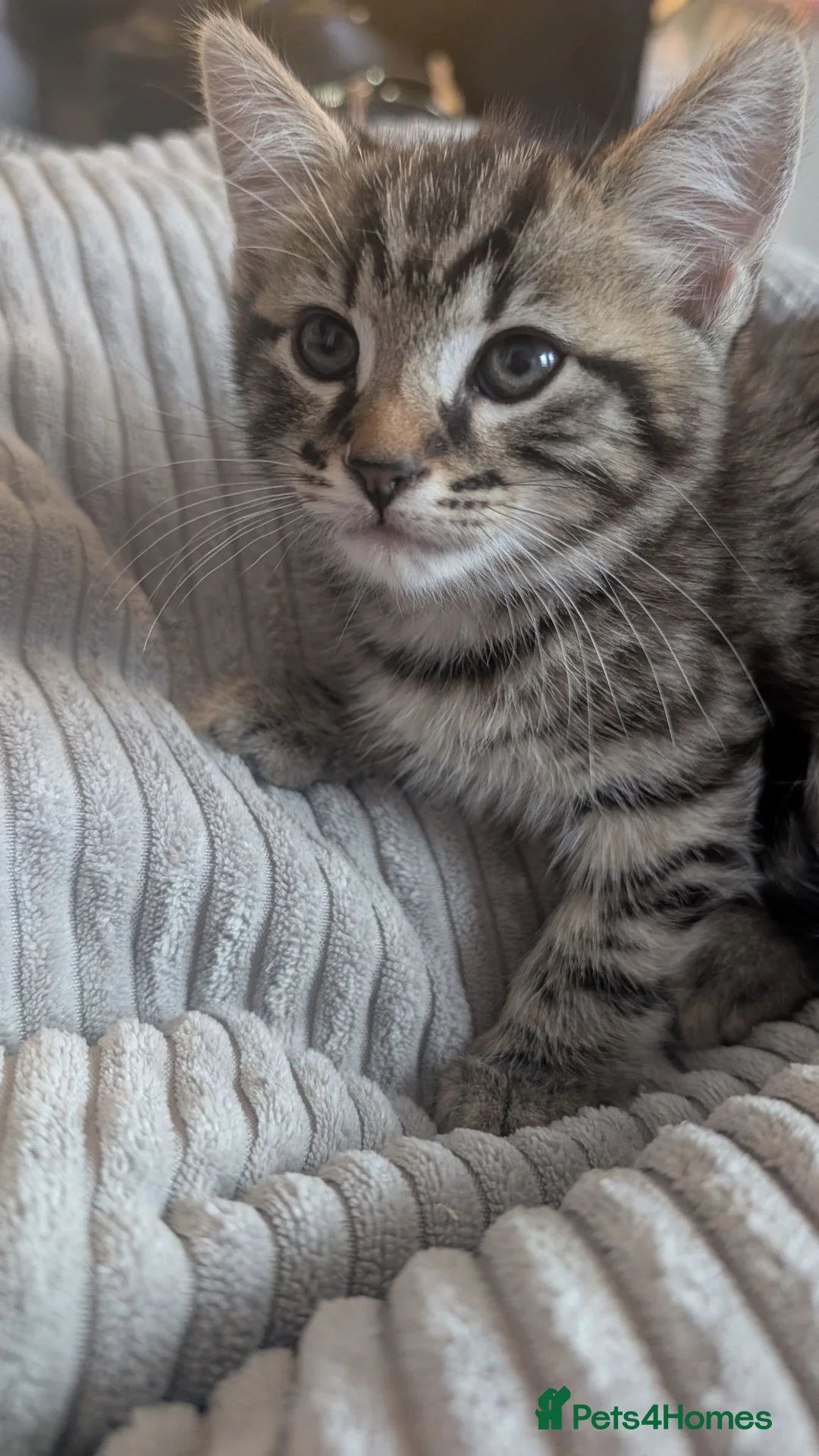 Mixed Breed cats for sale: Kittens ready now  - Advert 2