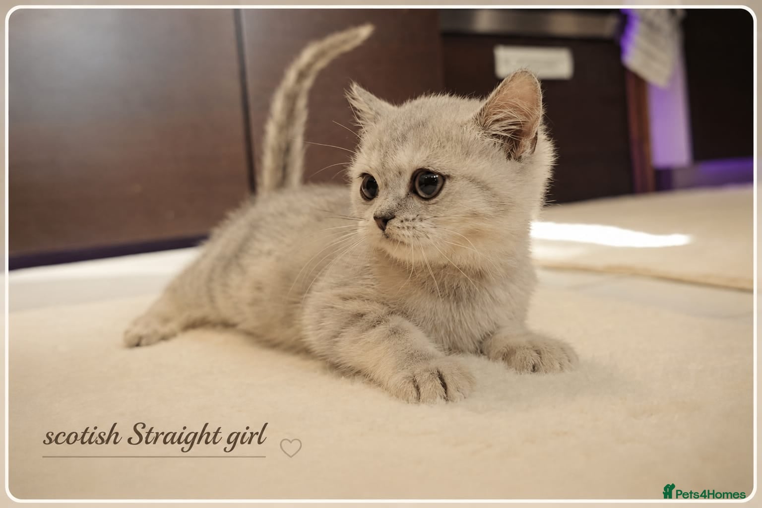 Scottish Fold cats Scotish fold kittens - Advert 13