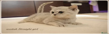 Scottish Fold Kitten 6