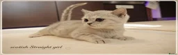 Scottish Fold cats for sale: Scotish fold kittens - Advert 1