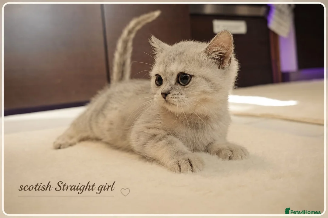 Scottish Fold cats for sale: Scotish fold kittens - Advert 1
